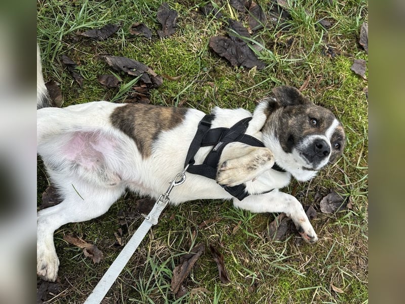 Schnitzel ein wundervolles gutmütiges Wesen