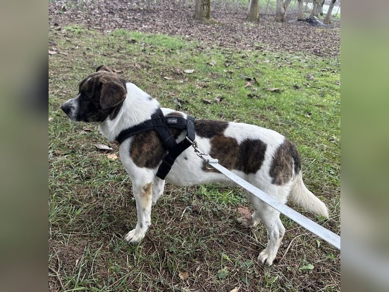 Schnitzel ein wundervolles gutmütiges Wesen