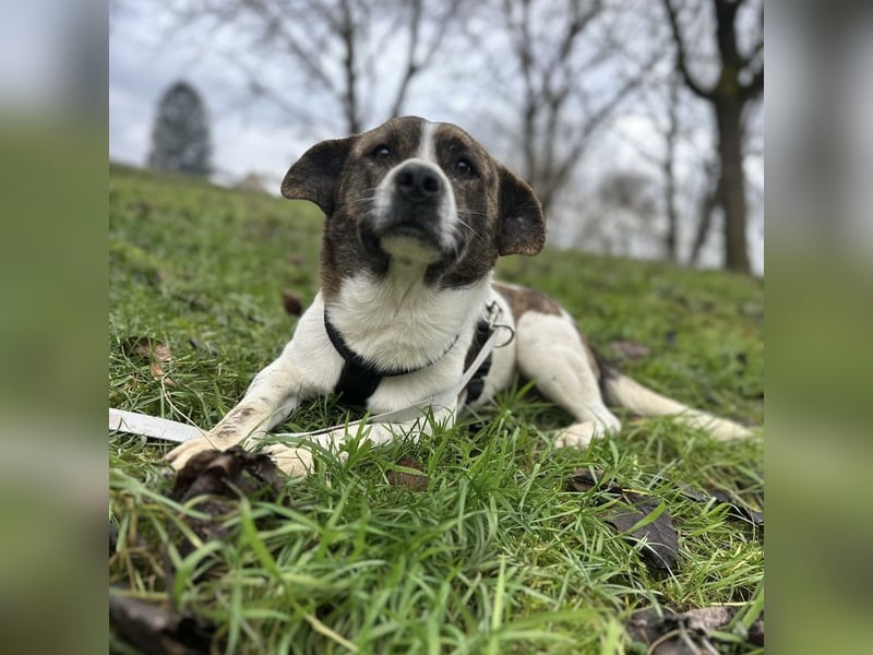 Schnitzel ein wundervolles gutmütiges Wesen