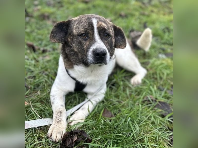 Schnitzel ein wundervolles gutmütiges Wesen