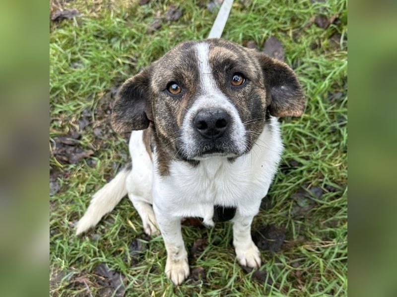 Schnitzel ein wundervolles gutmütiges Wesen
