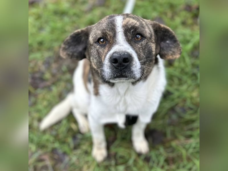 Schnitzel ein wundervolles gutmütiges Wesen