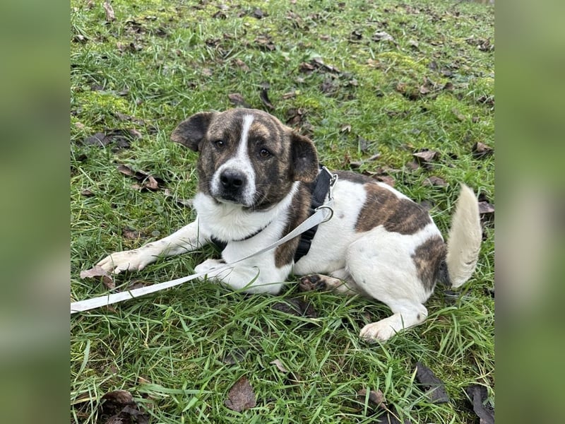 Schnitzel ein wundervolles gutmütiges Wesen