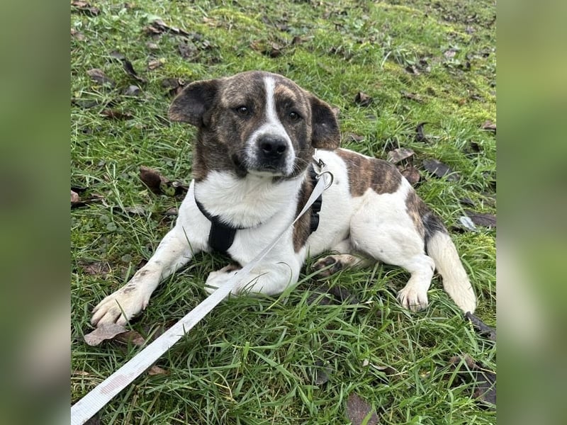Schnitzel ein wundervolles gutmütiges Wesen