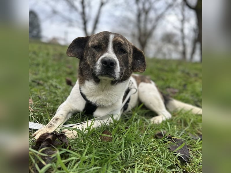 Schnitzel ein wundervolles gutmütiges Wesen