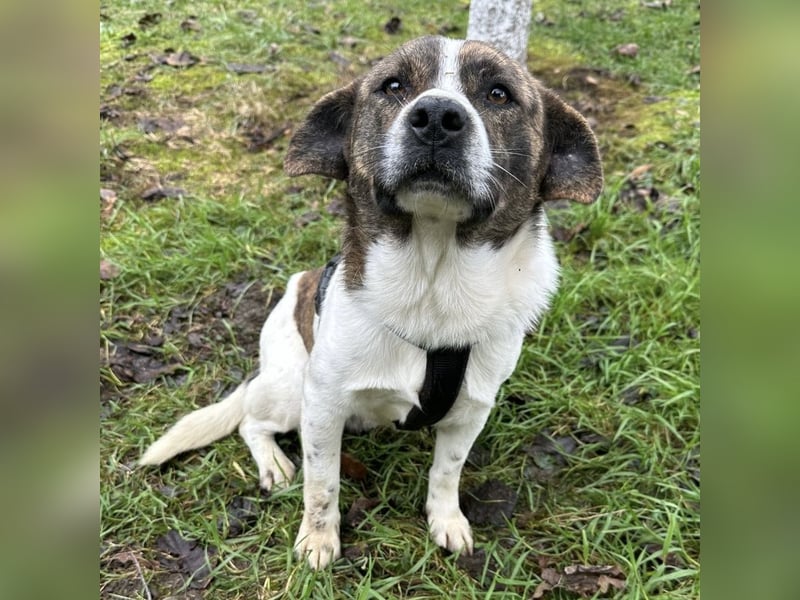 Schnitzel ein wundervolles gutmütiges Wesen