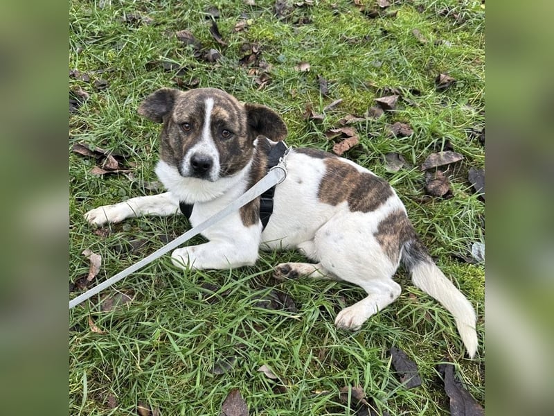 Schnitzel ein wundervolles gutmütiges Wesen