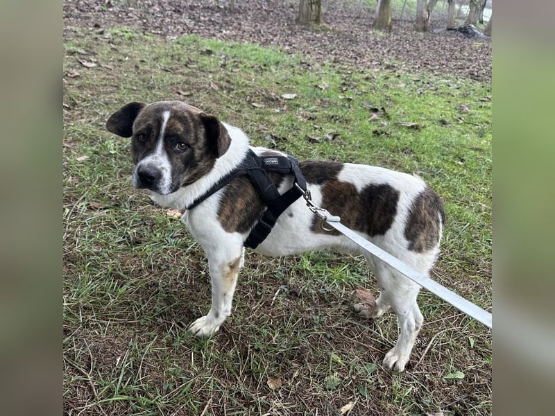 Schnitzel ein wundervolles gutmütiges Wesen