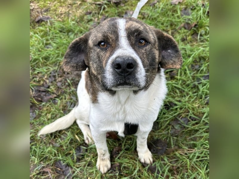 Schnitzel ein wundervolles gutmütiges Wesen