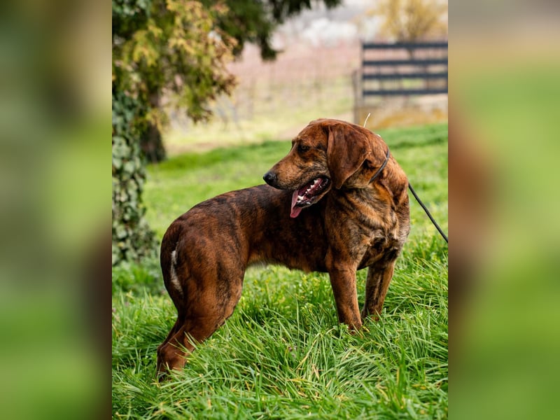 „Mina“, ca. 01.04.2024 geboren, sehr liebe, stattliche, selbstbewusste Plott Hound Mixhündin