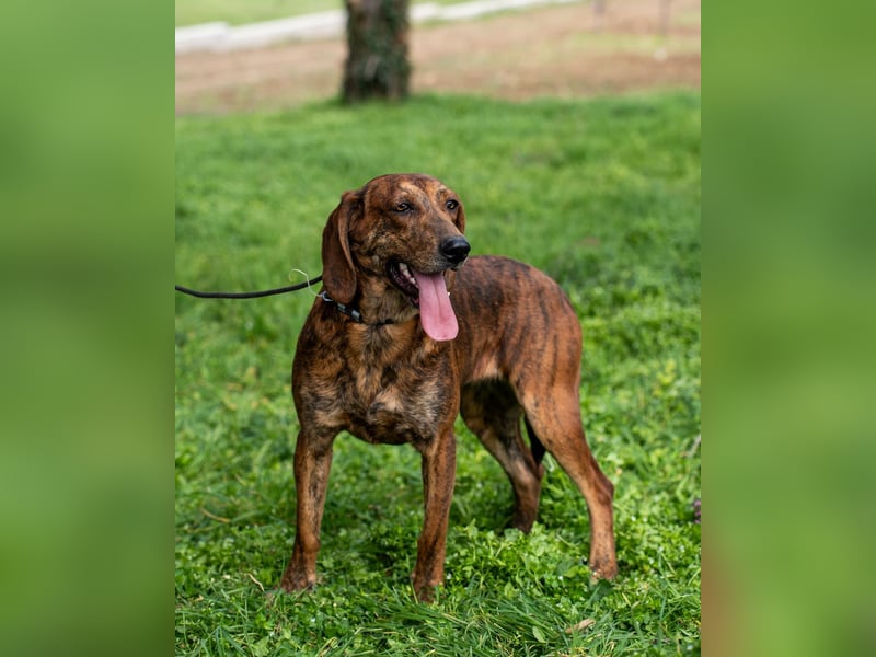 „Mina“, ca. 01.04.2024 geboren, sehr liebe, stattliche, selbstbewusste Plott Hound Mixhündin