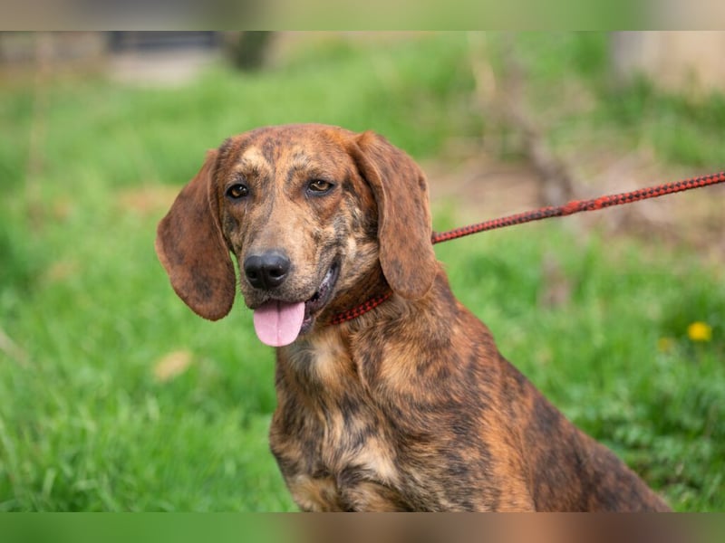 „Mina“, ca. 01.04.2024 geboren, sehr liebe, stattliche, selbstbewusste Plott Hound Mixhündin
