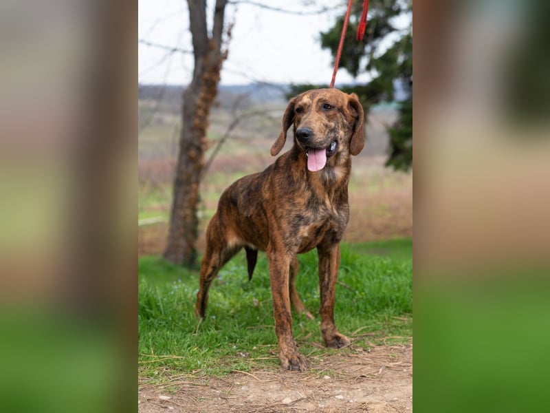 „Mina“, ca. 01.04.2024 geboren, sehr liebe, stattliche, selbstbewusste Plott Hound Mixhündin
