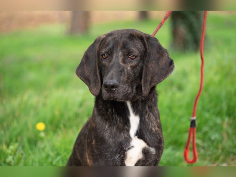 „Roki“, ca. 01.04.2024 geboren, sehr lieber, stattlicher und selbstbewusster Plott Hound Mixhündin,