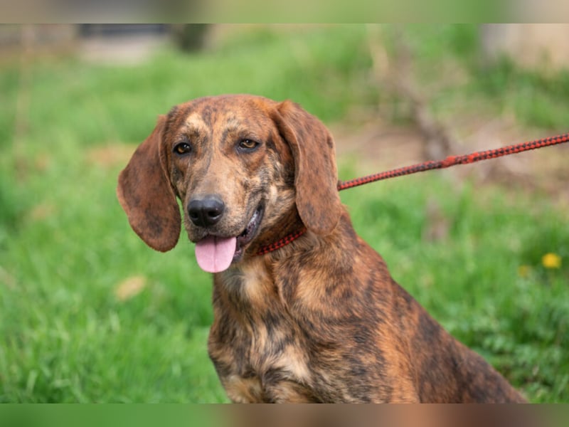 „Mina“, ca. 01.04.2024 geboren, sehr liebe, stattliche und selbstbewusste Plott Hound Mixhündin