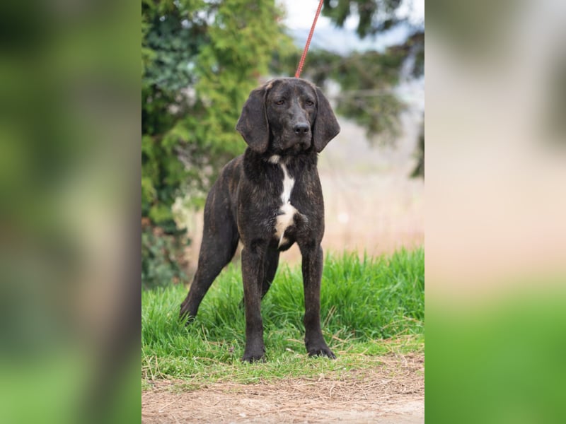 „Roki“, ca. 01.04.2024 geboren, sehr lieber, stattlicher und selbstbewusster Plott Hound Mixhündin,