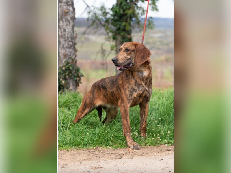 „Mina“, ca. 01.04.2024 geboren, sehr liebe, stattliche und selbstbewusste Plott Hound Mixhündin