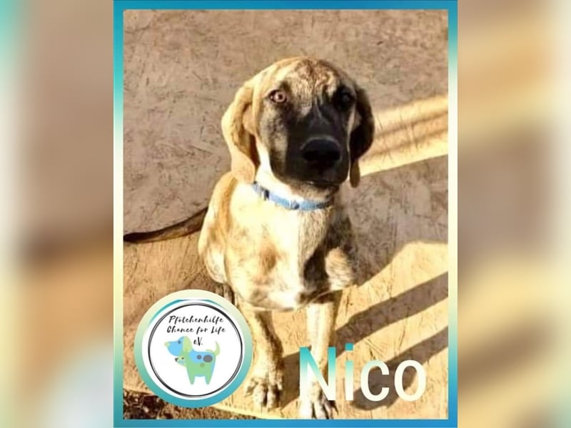 Ich bin Nico
