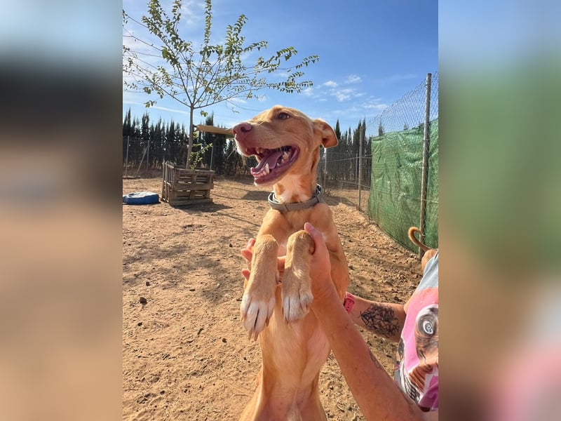 Timon