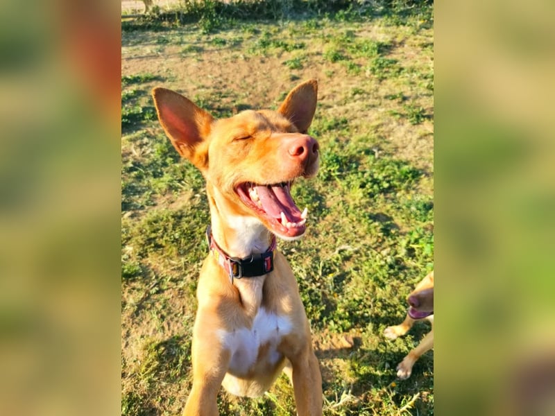 Pumba