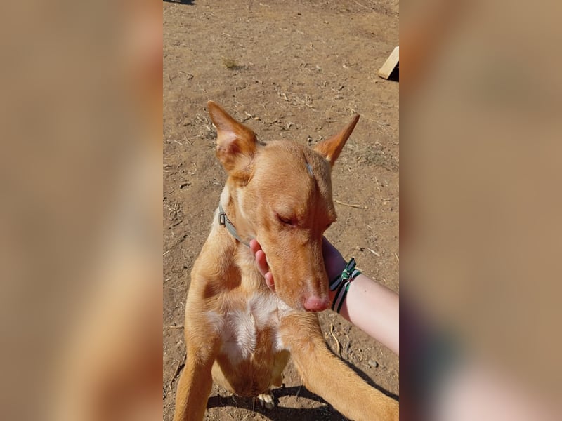 Pumba