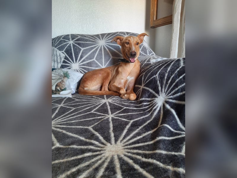 FRITZ - zuckersüßer Podenco sucht Platz als Zweithund FRITZ - zuckersüßer Podenco sucht Platz als Zweithund