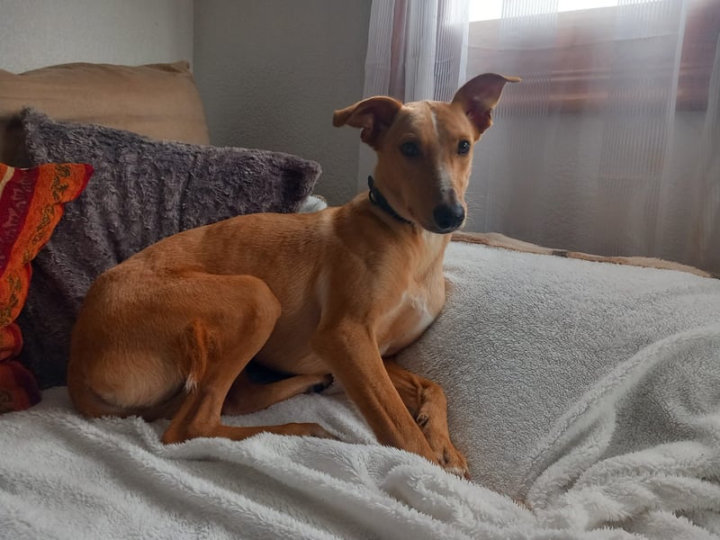 FRITZ - zuckersüßer Podenco sucht Platz als Zweithund FRITZ - zuckersüßer Podenco sucht Platz als Zweithund