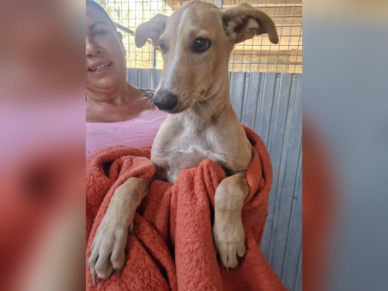 FRITZ - zuckersüßer Podenco sucht Platz als Zweithund FRITZ - zuckersüßer Podenco sucht Platz als Zweithund