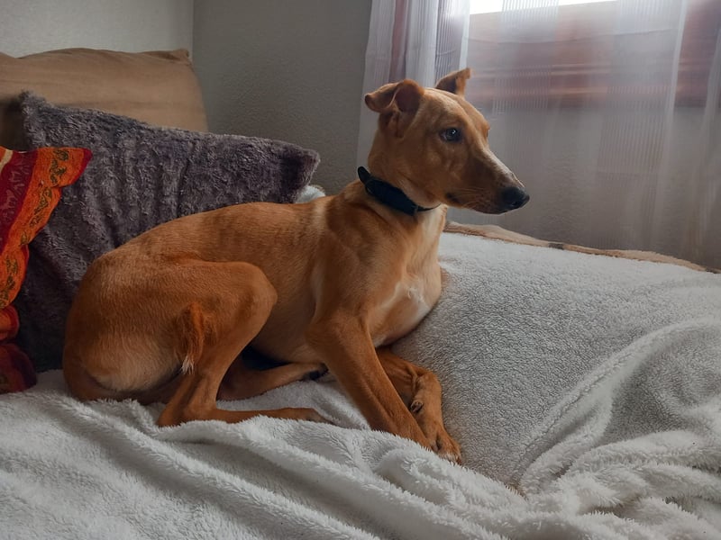 FRITZ - zuckersüßer Podenco sucht Platz als Zweithund FRITZ - zuckersüßer Podenco sucht Platz als Zweithund