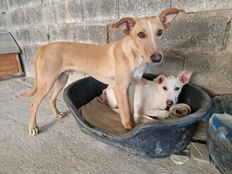 FRITZ - zuckersüßer Podenco sucht Platz als Zweithund FRITZ - zuckersüßer Podenco sucht Platz als Zweithund