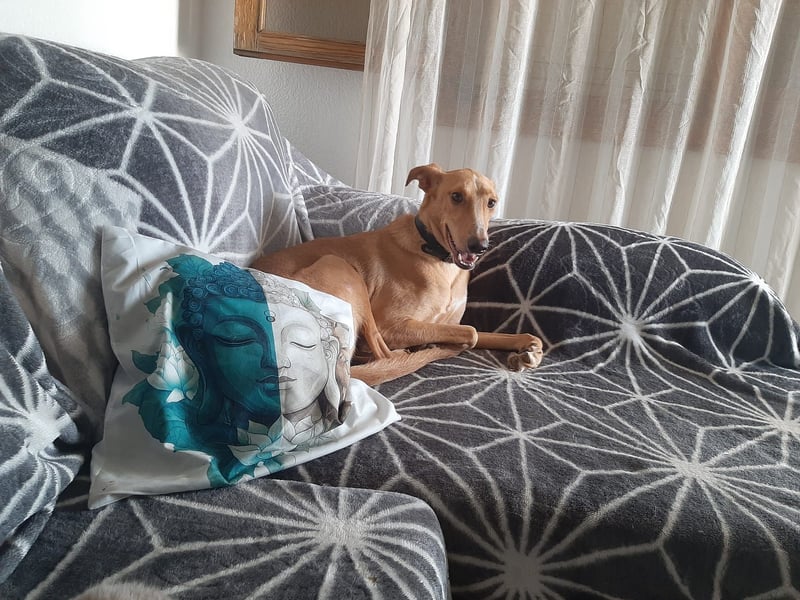 FRITZ - zuckersüßer Podenco sucht Platz als Zweithund FRITZ - zuckersüßer Podenco sucht Platz als Zweithund