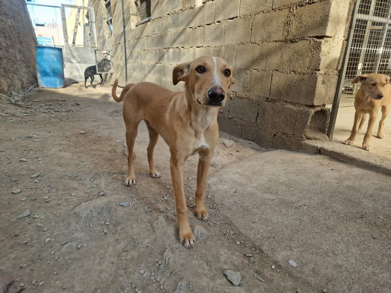 FRITZ - zuckersüßer Podenco sucht Platz als Zweithund FRITZ - zuckersüßer Podenco sucht Platz als Zweithund