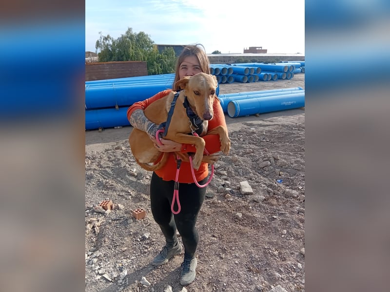 FRITZ - zuckersüßer Podenco sucht Platz als Zweithund FRITZ - zuckersüßer Podenco sucht Platz als Zweithund