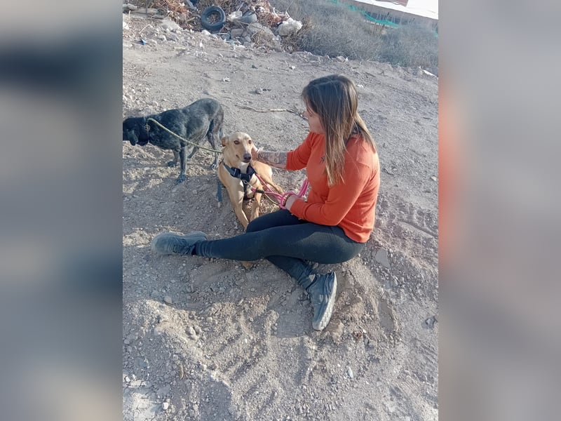 FRITZ - zuckersüßer Podenco sucht Platz als Zweithund FRITZ - zuckersüßer Podenco sucht Platz als Zweithund