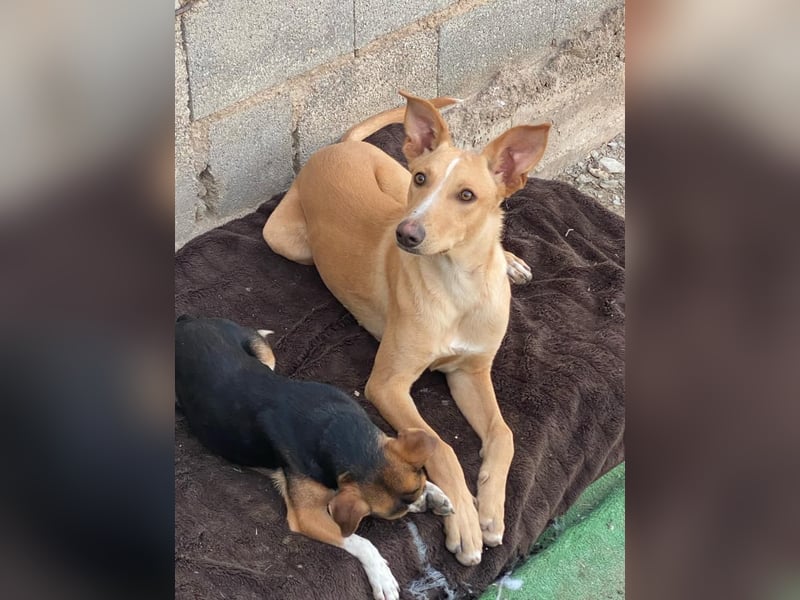 FRITZ - zuckersüßer Podenco sucht Platz als Zweithund FRITZ - zuckersüßer Podenco sucht Platz als Zweithund