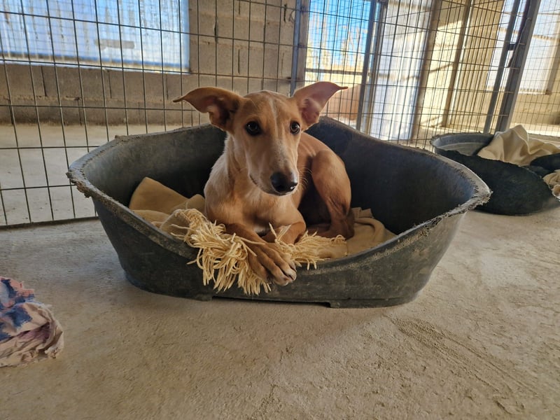 FRITZ - zuckersüßer Podenco sucht Platz als Zweithund FRITZ - zuckersüßer Podenco sucht Platz als Zweithund