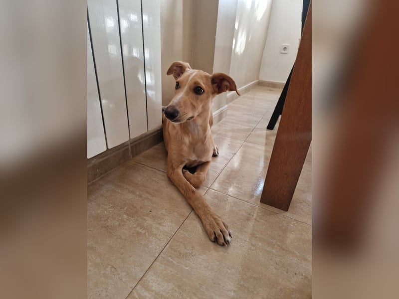 FRITZ - zuckersüßer Podenco sucht Platz als Zweithund FRITZ - zuckersüßer Podenco sucht Platz als Zweithund