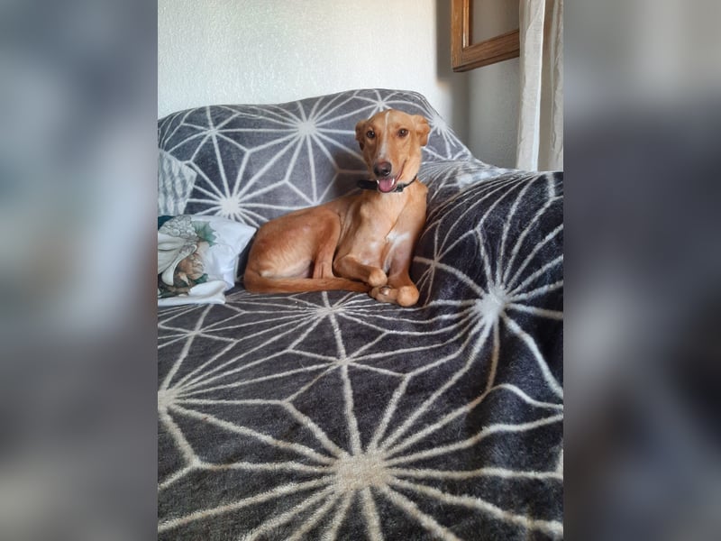 FRITZ - zuckersüßer Podenco sucht Platz als Zweithund FRITZ - zuckersüßer Podenco sucht Platz als Zweithund