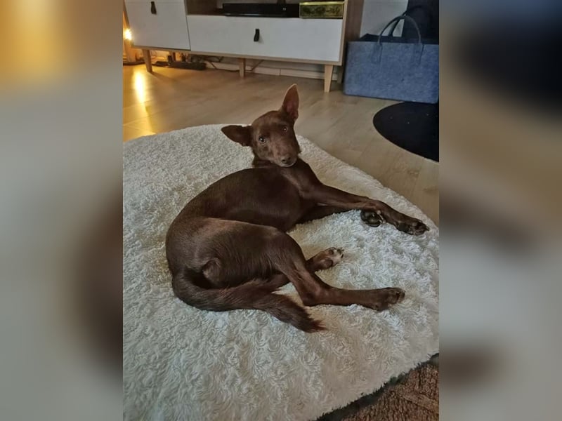 Lovely - fröhlich, unbekümmert, verschmust