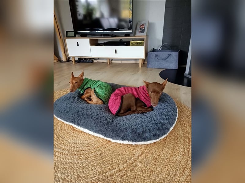 Lovely - fröhlich, unbekümmert, verschmust