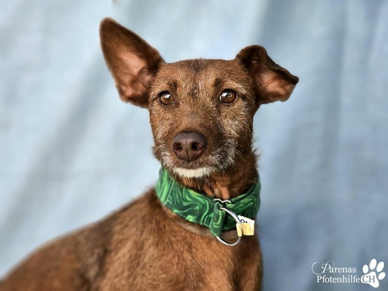 Harmony genießt jede Aufmerksamkeit