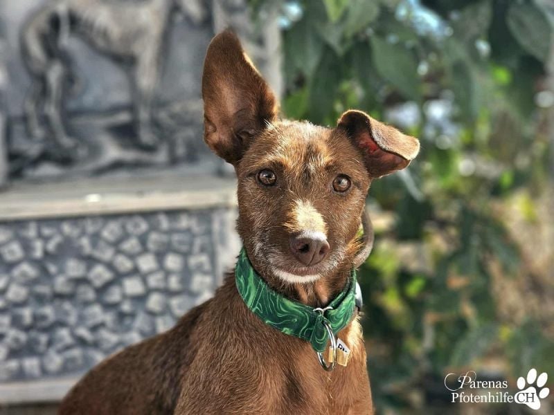 Harmony genießt jede Aufmerksamkeit