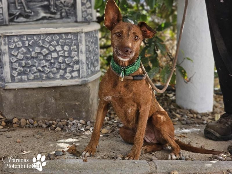 Harmony genießt jede Aufmerksamkeit