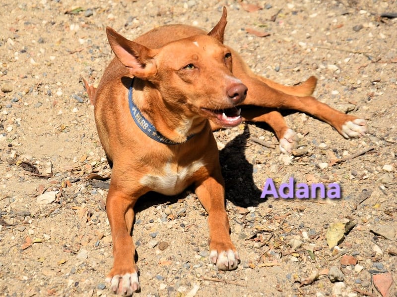 Adana geb. 01/2024 (ESP) - verschmuste und kluge Podenco Andaluz Hündin!