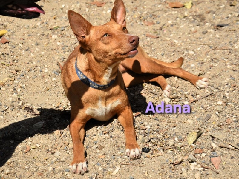 Adana geb. 01/2024 (ESP) - verschmuste und kluge Podenco Andaluz Hündin!