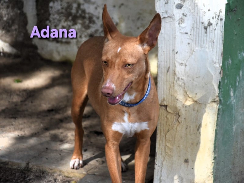 Adana geb. 01/2024 (ESP) - verschmuste und kluge Podenco Andaluz Hündin!