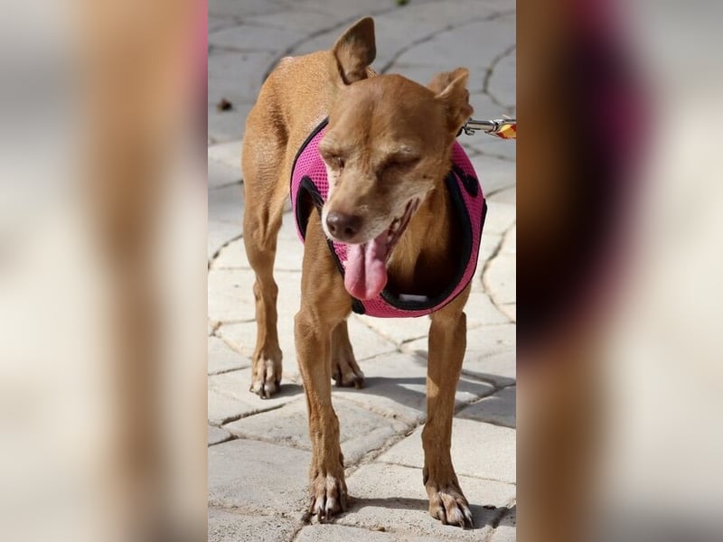 Flor - verschmust, aufmerksam und freundlich