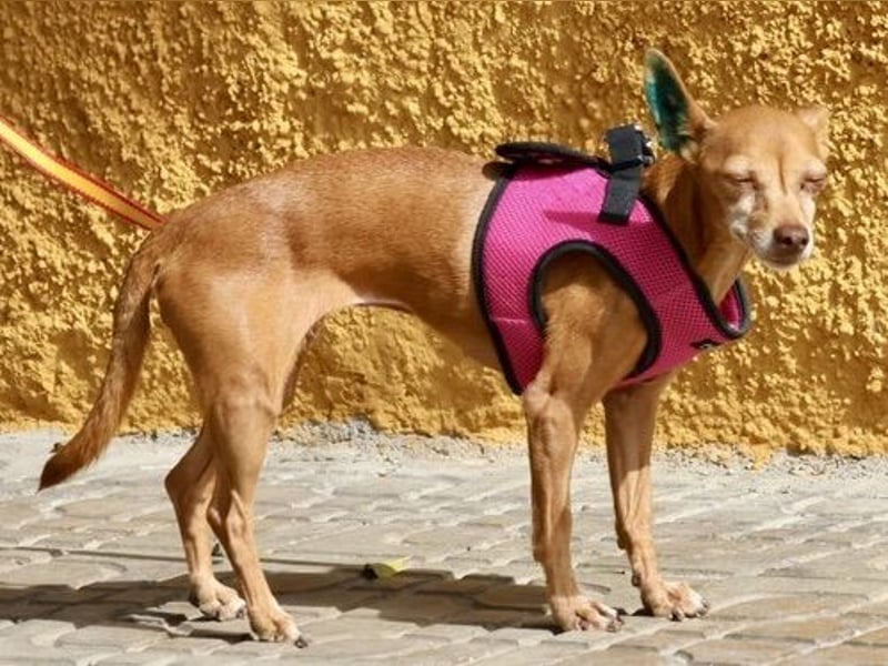 Flor - verschmust, aufmerksam und freundlich