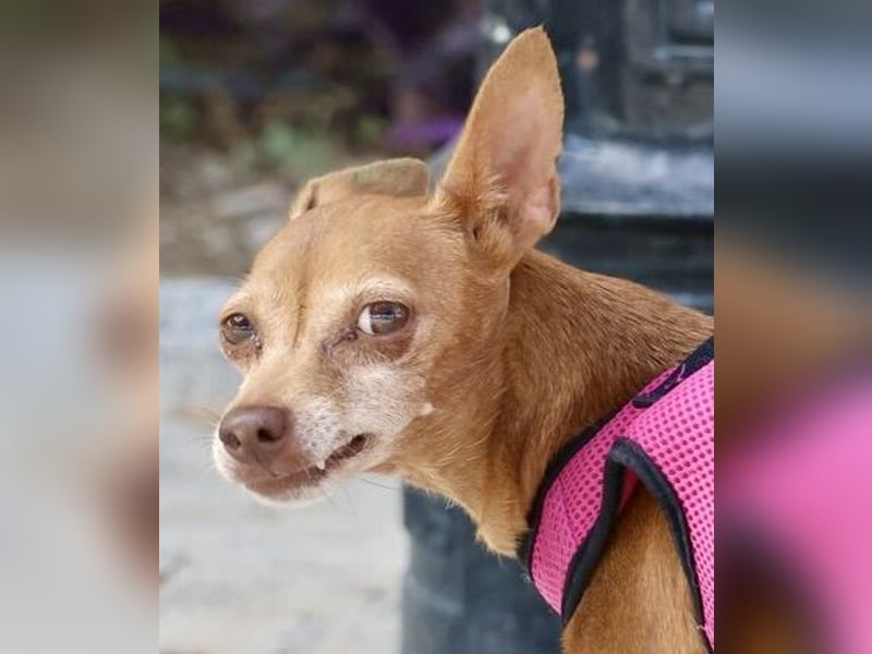 Flor - verschmust, aufmerksam und freundlich