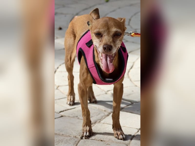 Flor - verschmust, aufmerksam und freundlich